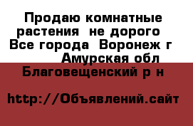 Продаю комнатные растения  не дорого - Все города, Воронеж г.  »    . Амурская обл.,Благовещенский р-н